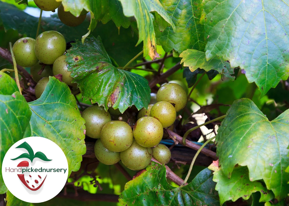 Late Fry Muscadine Grape Vine - Bare Root Live Plant - 2 Year Old - Vitis rotundifolia
