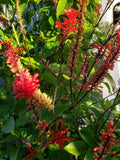 Red Odontonema Cuspidatum Firespike Cuttings - 4x Cardinal's Guard Plant Cuttings for Gardening and Landscaping