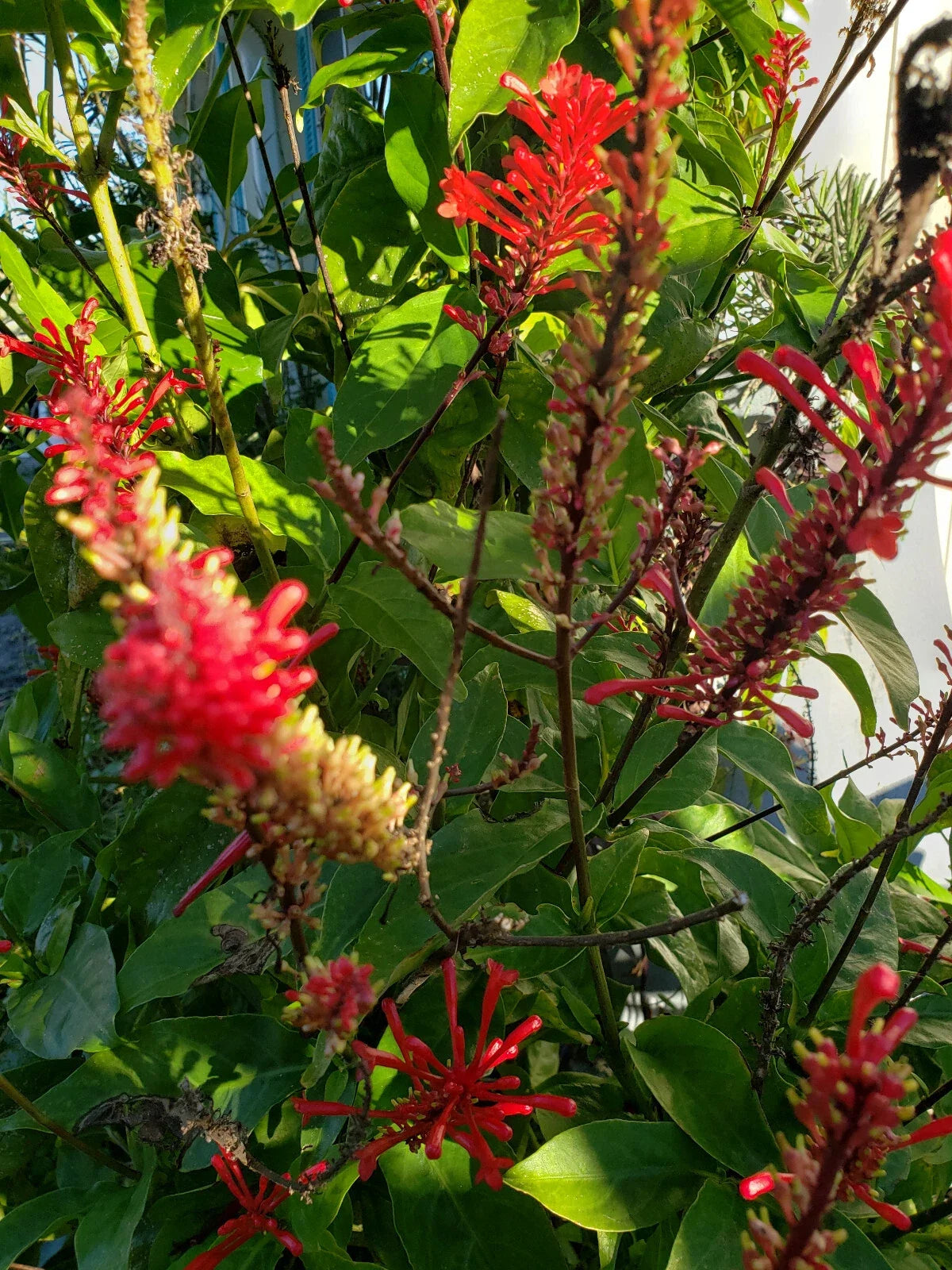 Red Odontonema Cuspidatum Firespike Cuttings - 4x Cardinal's Guard Plant Cuttings for Gardening and Landscaping