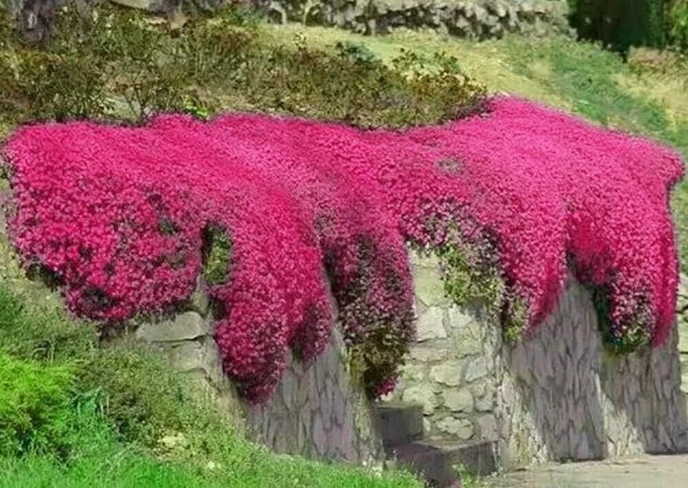 Red Creeping Thyme Seeds - 500+ Non-GMO Groundcover Seeds - Fresh Thymus serpyllum