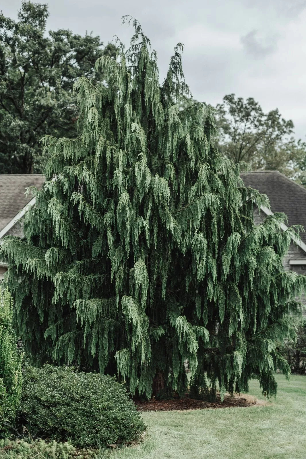 Port Orford Cedar Tree Seeds - 25+ Seeds, Chamaecyparis lawsoniana, Premium Quality