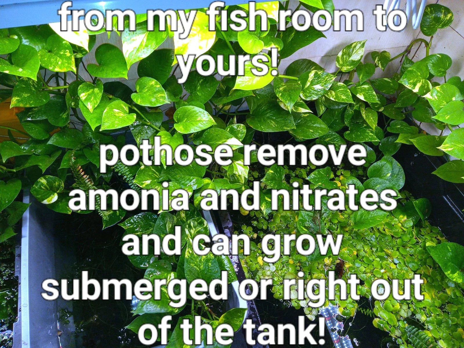 Pothos Cuttings - 15 Healthy Golden, Green & Marbled Queen Plants for Aquarium - Epipremnum aureum