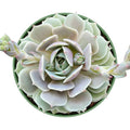 Echeveria Lola Succulent Plant in 4 Inch Planter Pot | Live Fresh Rosette Succulent | Fully Rooted Echeveria
