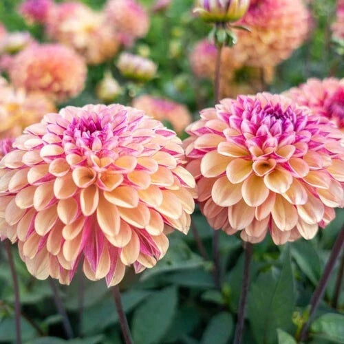 Palmares Dahlia Seeds - 25 Perennial Flowering Seeds for Blooming Garden - Dahlia variabilis