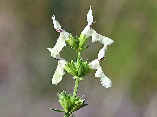 Stiff Hedgenettle Seeds | 20 Count | Stachys recta | Perennial Herb for Garden
