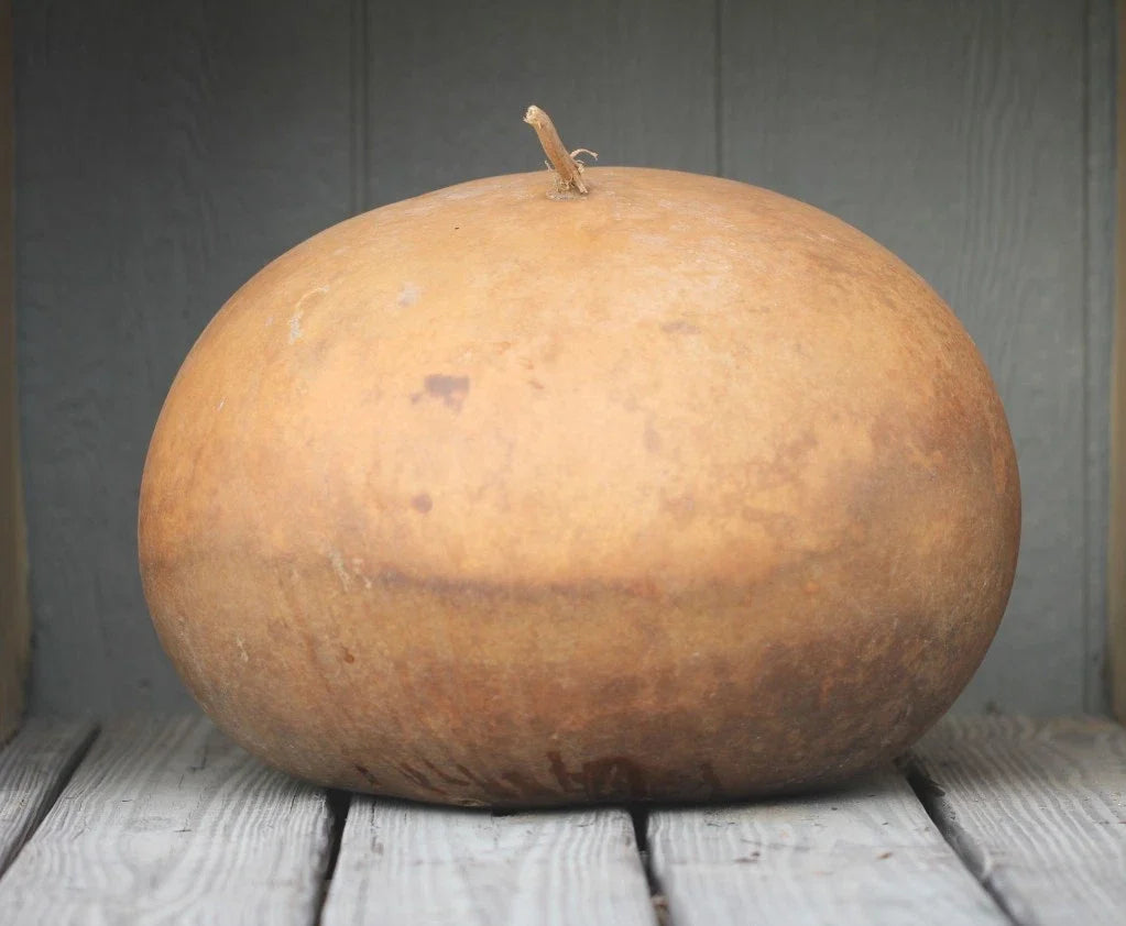 Bushel Gourd Seeds - 25+ Fresh Seeds - Ideal for Crafts and Decor - Lagenaria siceraria