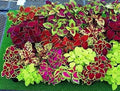 Coleus Seeds 1000 Count Jazz Combo Mix (Coleus spp.) - Colorful Foliage for Gardens and Containers, Non-California Shipping