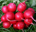Radish Seeds, 180 Count, Cherry Belle Early Variety, White Inside, USA GroCo, 23 Days to Harvest