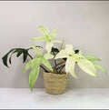 Philodendron Cutting - Florida Ghost Variety - Rare Indoor Plant - Philodendron 'Florida Ghost'