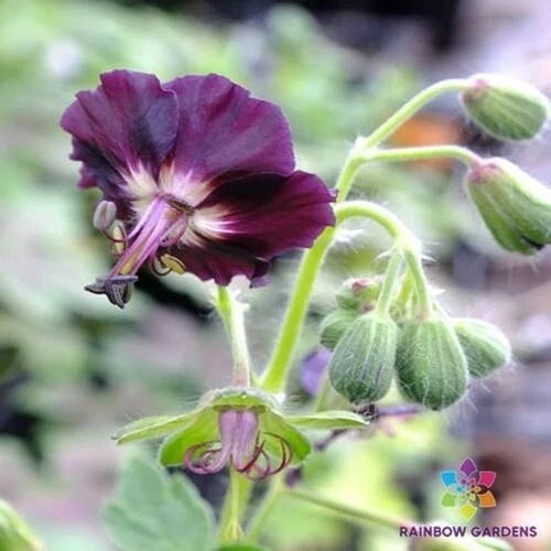 Taff's Jester Geranium Seeds - 25+ Pack - Colorful Garden Planting - Pelargonium x hortorum - USA