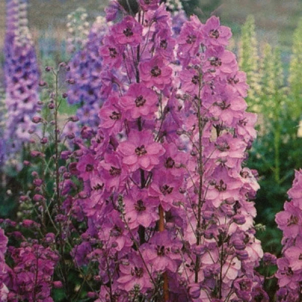50 seeds Delphinium Pacific Giant Series Astolat Variety Symmetrical Flowers - Delphinium elatum