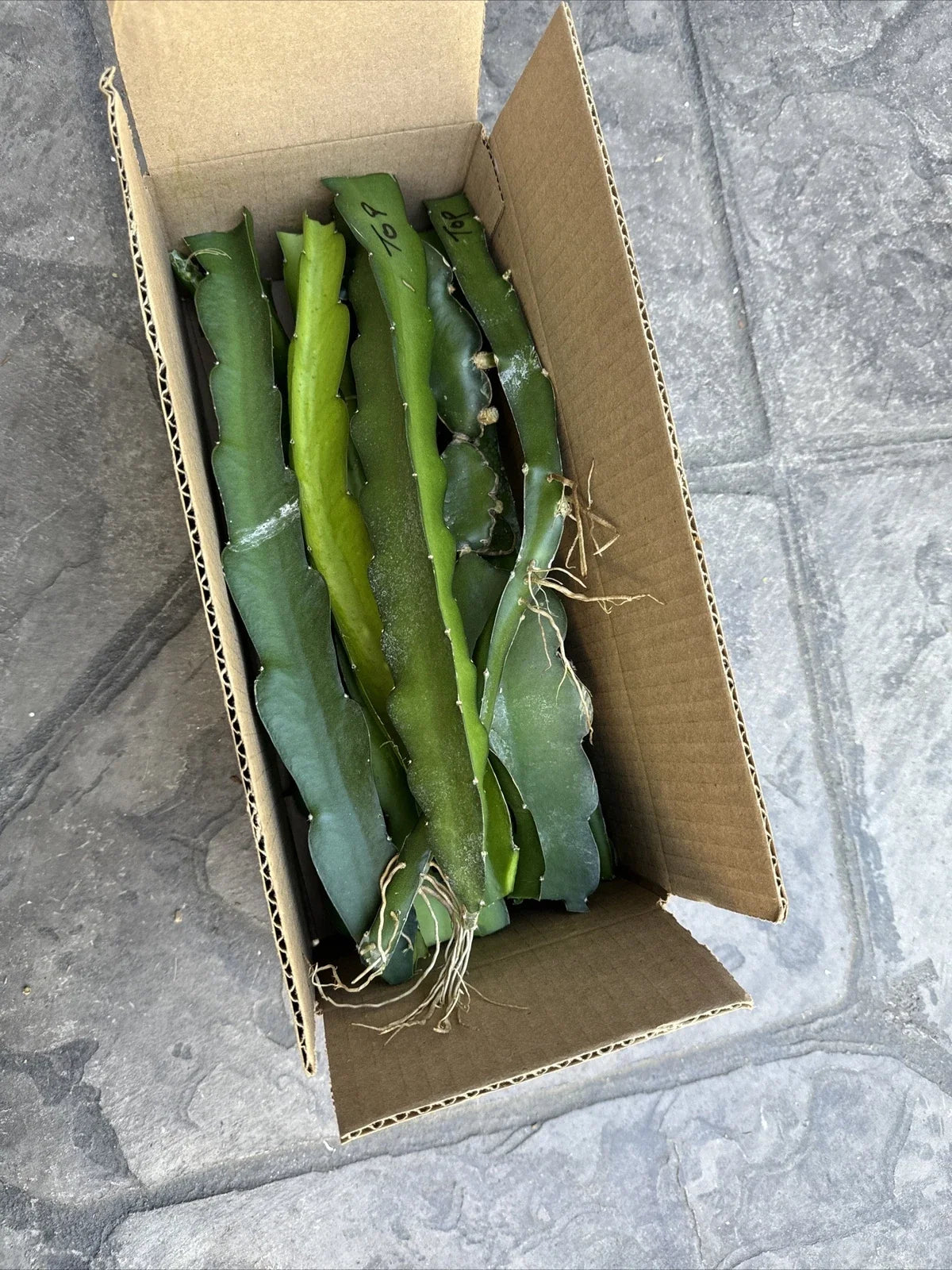 Dragon Fruit Cuttings - 11 Pieces, 8-14 Inches Long, Pitaya Varieties, Hylocereus spp.