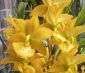 Cyc Orchid Plant Bare Root 1 Bulb Taiyhoung No. 1 Smtoga Cycnoches (Cyc)