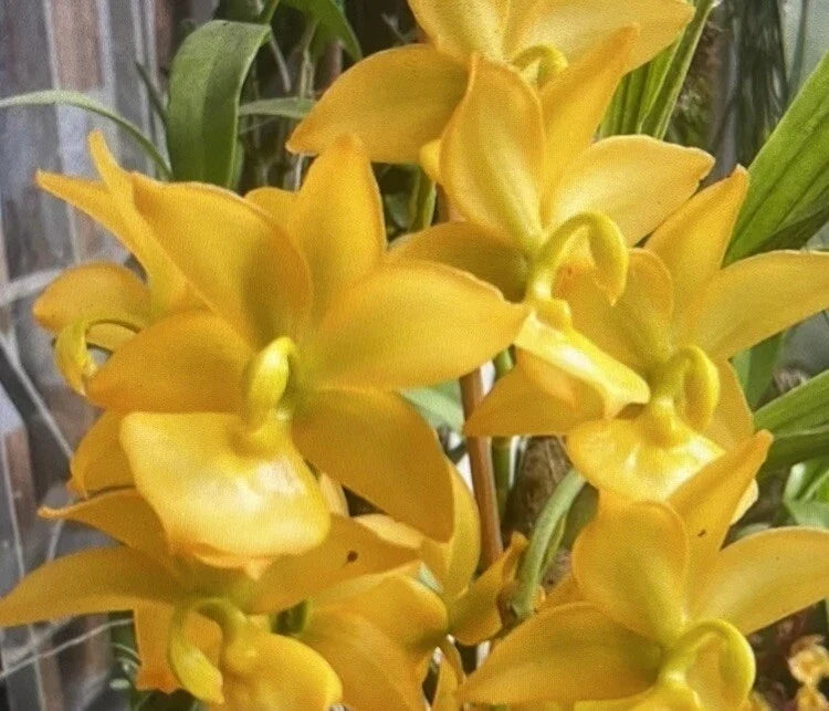 Cyc Orchid Plant Bare Root 1 Bulb Taiyhoung No. 1 Smtoga Cycnoches (Cyc)