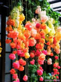 25 Rainbow Weeping Begonia Seeds for Garden Planting - USA - Non-GMO, Easy to Grow, Colorful Begonia (Begonia spp.)