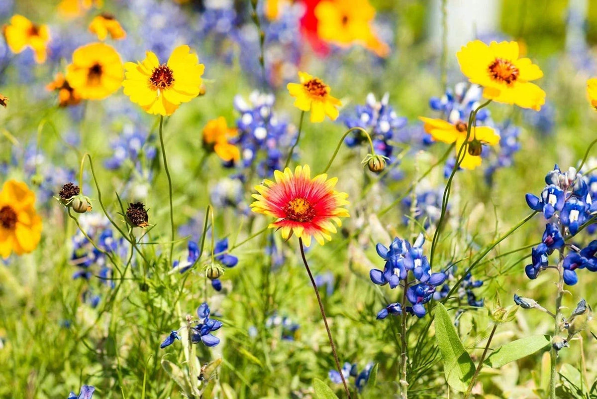 Wild Flower Seeds Packet Kit | Open-Pollinated Bulk Flower Seed Mix | Covers 10 Square Feet | Various Species Mix
