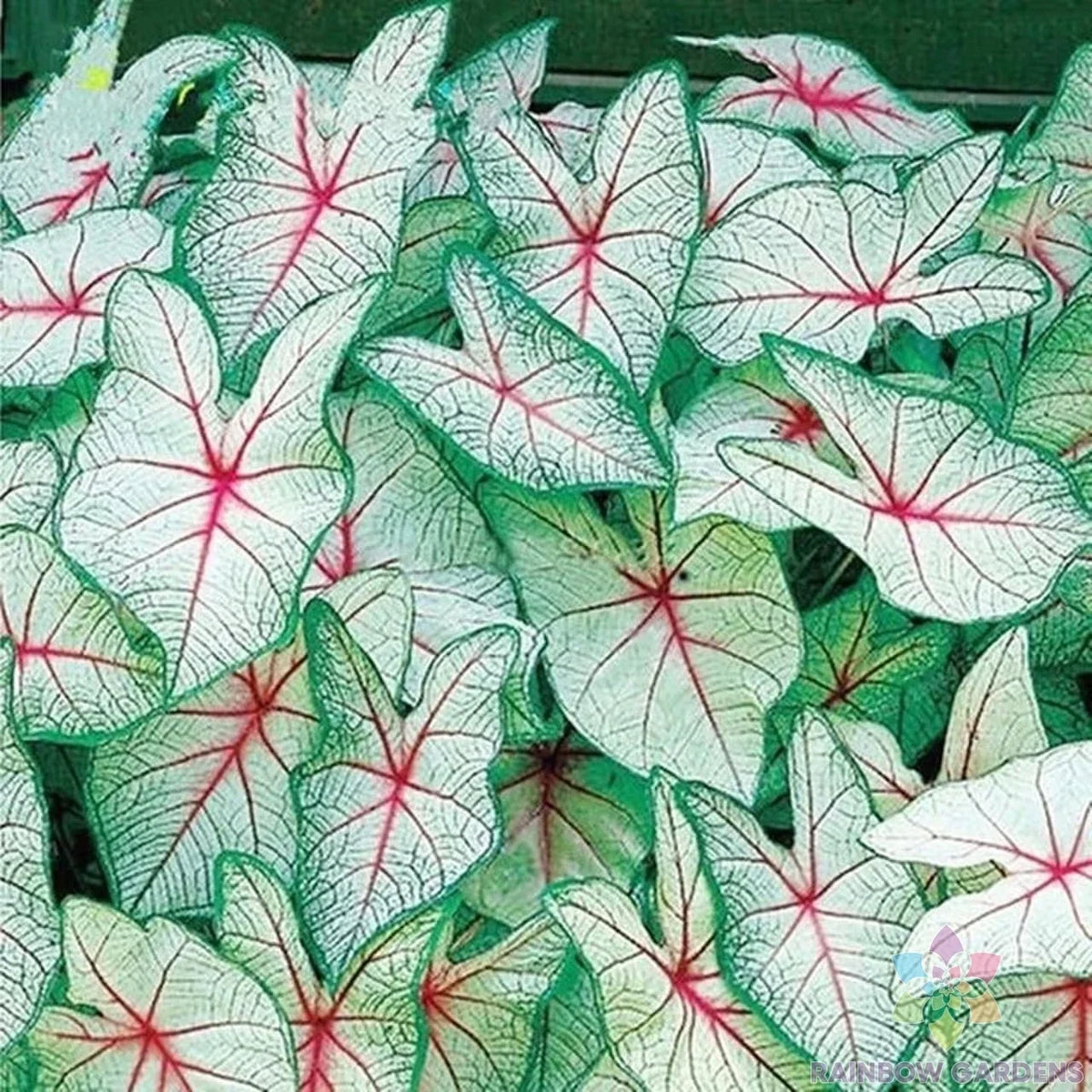 Coleus Seeds Pack - 25+ Green White Red Varieties - Ideal for Garden Planting - Free Shipping in USA