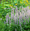 Giant Lavender Blue Hyssop Seeds - Agastache Perennial for Bees & Hummingbirds - 200 Seeds