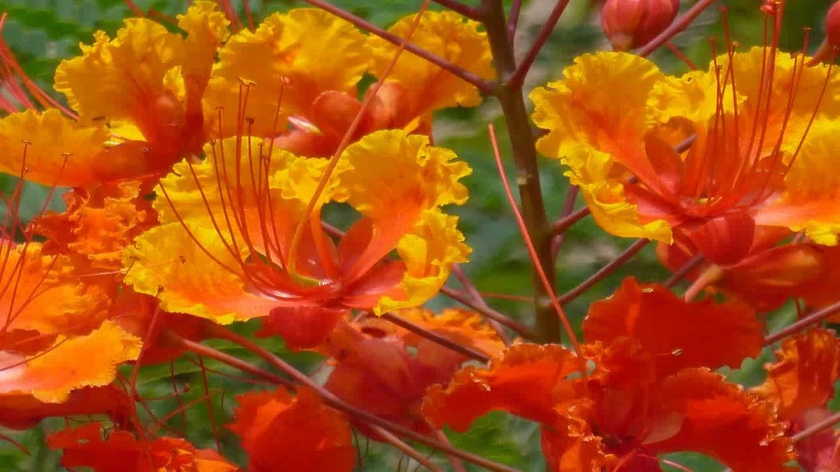 Red Bird of Paradise Seeds - 12 Barbados Flower Seeds - Caesalpinia Pulcherrima - Vibrant Tropical Colors