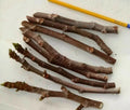 Fig Tree Cuttings 3 Pack, Malta Black, Sweet Delicious, Cold Hardy, Ficus carica, Zone 6-11, Approximately 6 Inches