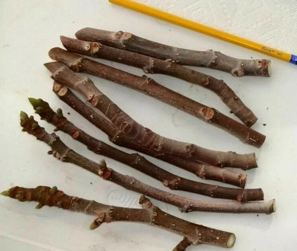 Fig Tree Cuttings 3 Pack, Malta Black, Sweet Delicious, Cold Hardy, Ficus carica, Zone 6-11, Approximately 6 Inches