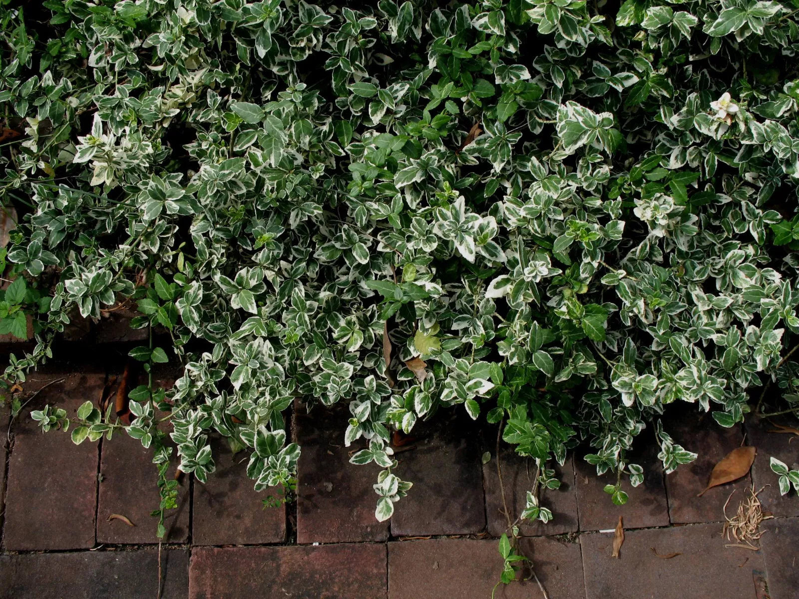 Variegated Wintercreeper Euonymus Fortunei 'Variegatus' 6 Starter Plants Perennial Evergreen Ground Cover Vine