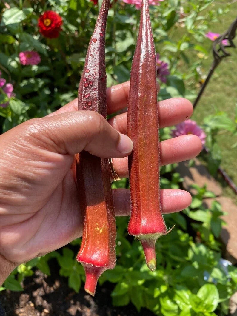 500+ Red Burgundy Okra Seeds - Non-GMO Heirloom - Fresh Organic Seeds - Abelmoschus esculentus