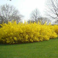 Forsythia Cuttings - 10 Pieces, 5-8 Inches Long, Root in Water or Soil - Forsythia spp.