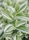 Tradescantia Fluminensis Cuttings - Green/White Wandering Jew - 5 Cuttings or 4" Pot