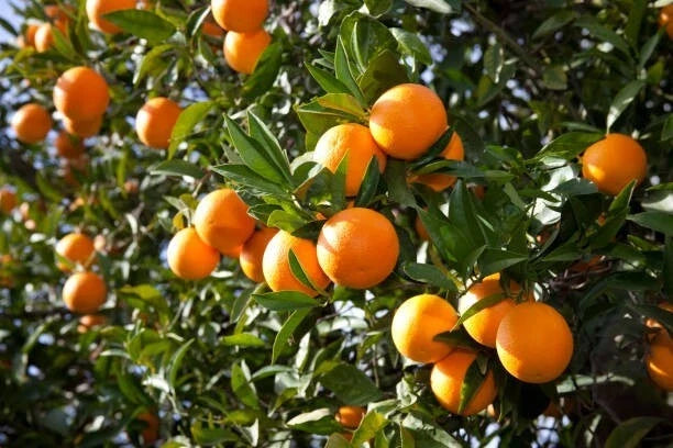 Orange Fruit Tree Scions Cuttings 6-8 inches for Rooting/Grafting - Citrus sinensis