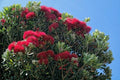 New Zealand Christmas Tree Seeds - 40 Pack - Native Flowering Evergreen - Metrosideros excelsa
