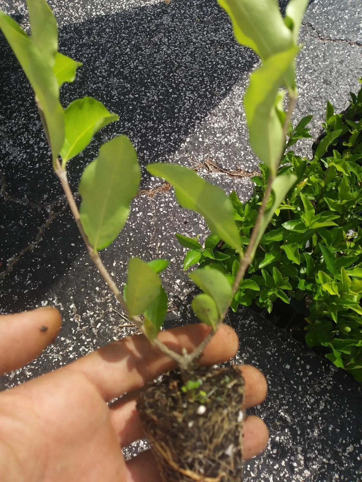 Barbados Acerola Cherry Tree Plants 3-Pack Pesticide-Free Malpighia emarginata