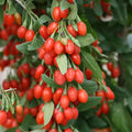 Goji Berry Seeds - 10 Pack - Organic, Exotic Fruit Tree Seeds - Lycium barbarum