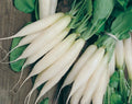 White Icicle Radish Seeds - 100+ Heirloom Organic NON-GMO - Fresh Rare Variety - Raphanus sativus