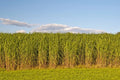 Switchgrass Seeds for Planting - 1,000 Count - Fast Growing Prairie Grass (Panicum virgatum)
