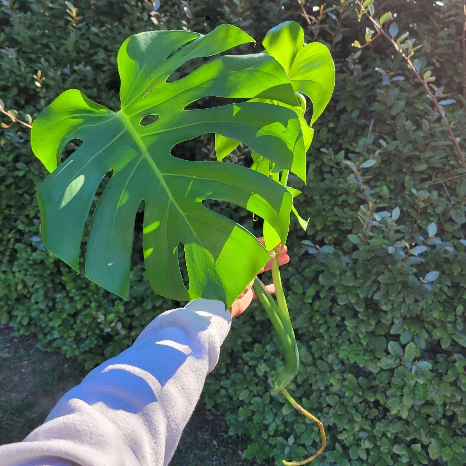 Large Rooted Cutting Monstera Deliciosa, Tropical Live Plant, Swiss Cheese Plant, Ideal for Home Decor