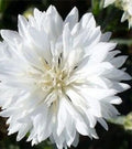 White Bachelor's Button Cornflower Seeds - 100+ Seeds for Boutonnieres - Centaurea cyanus