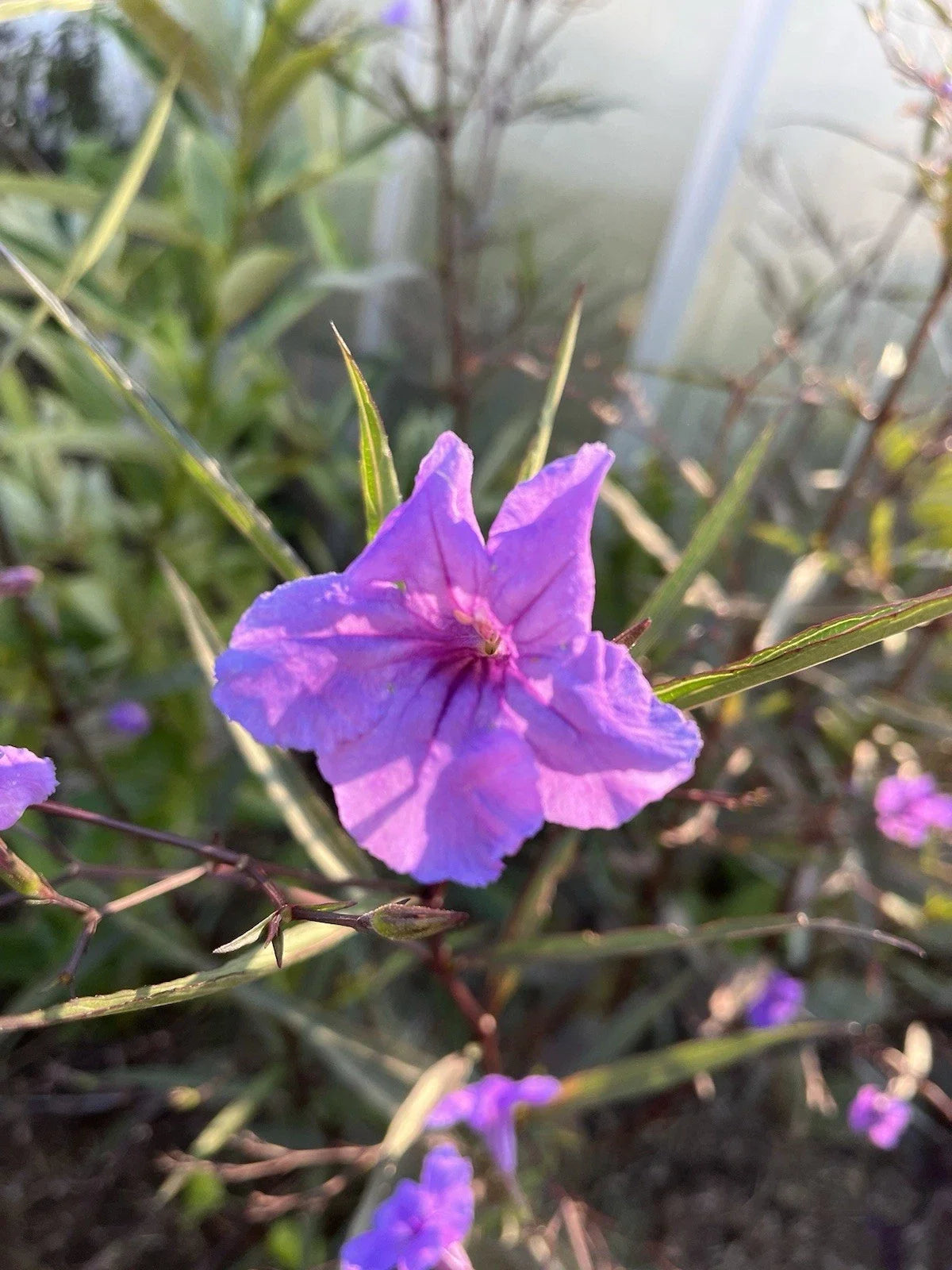 Flowering Mexican Petunia Cuttings - 12 Unrooted Stem Cuttings (Ruellia simplex) - Vibrant Purple Blooms