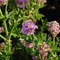Citronella Herb Plants - 4" Pots - Live Mosquito-Repelling - Cymbopogon nardus - Set of 2