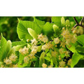 Littleleaf Linden Tree Bare Root - Tilia cordata - Ideal for Landscaping and Shade, Hardy Deciduous Tree