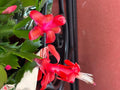 Red Schlumbergera Truncata Thanksgiving/Christmas Cactus Cuttings - 3 Unrooted Cuttings for Planting and Propagation