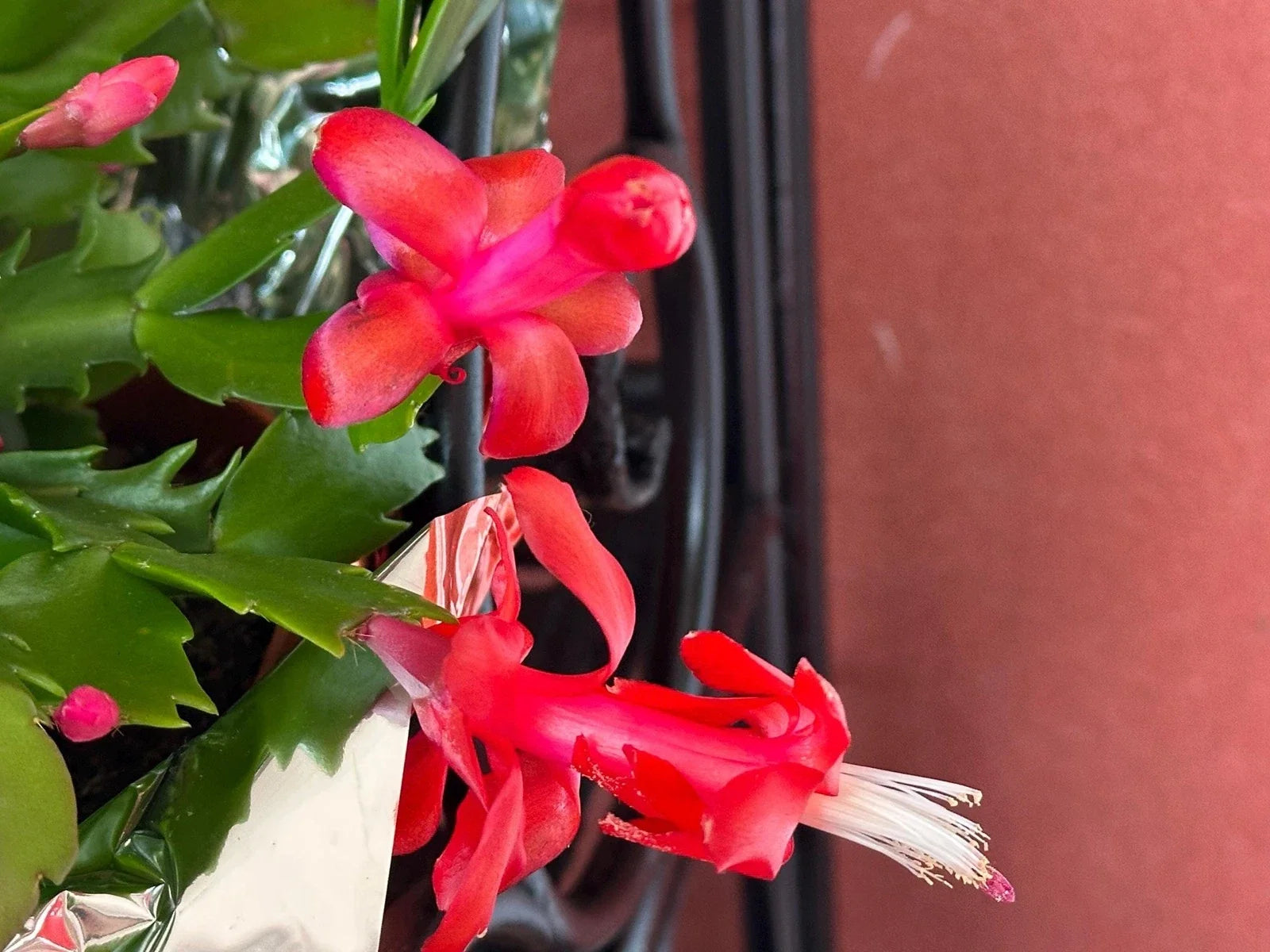 Red Schlumbergera Truncata Thanksgiving/Christmas Cactus Cuttings - 3 Unrooted Cuttings for Planting and Propagation