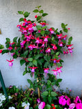 Live Blue Eyes Fuchsia Plants, 3” Pot, 6-8” Tall, Fuchsia magellanica, Upright Variety