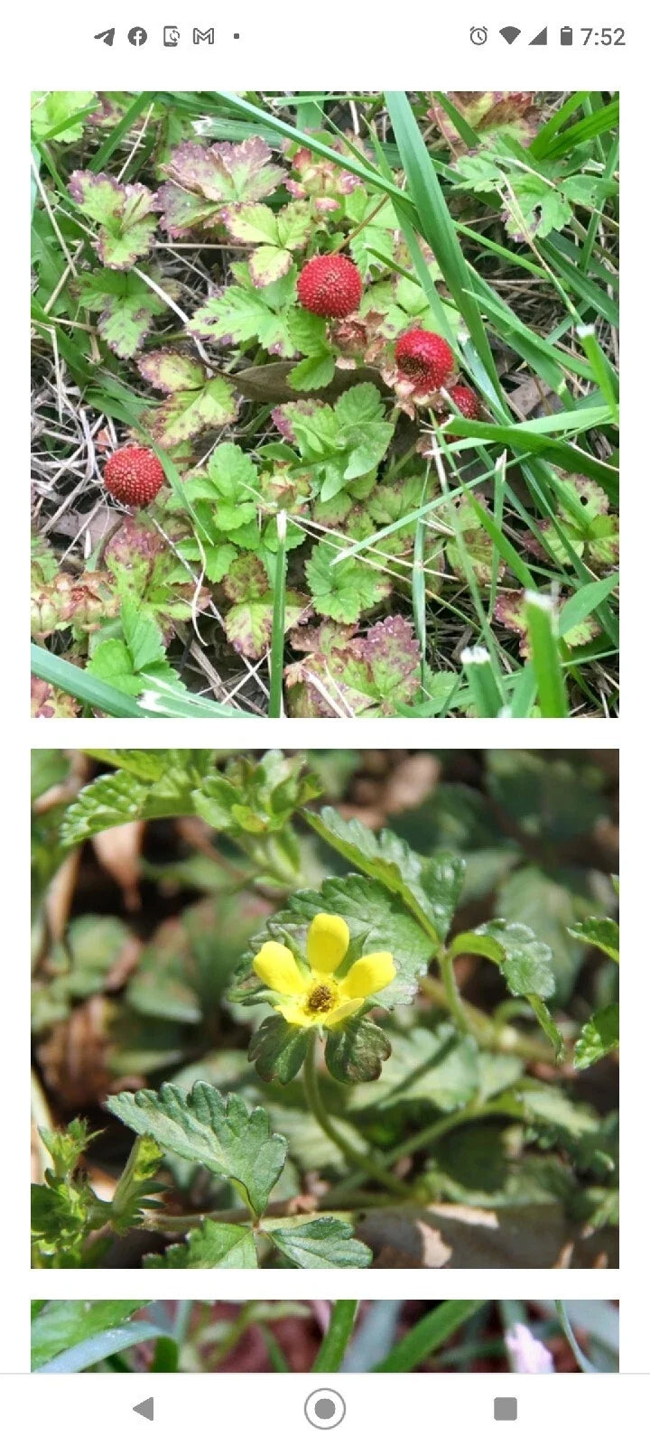 Wild Mock Strawberry Bare Root Plants 30+ Medicinal Herb Duchesnea Indica Edible Leaves Berries Organic