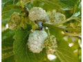 White Mulberry Tree 1-2ft Bare Root Morus alba Fast Growing, Hardy Zones 3-9, Full Sun to Part Shade