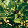 Cinnamon Basil Seeds - 100+ Heirloom Non-GMO Organic Seeds - Ocimum basilicum 'Cinnamon'