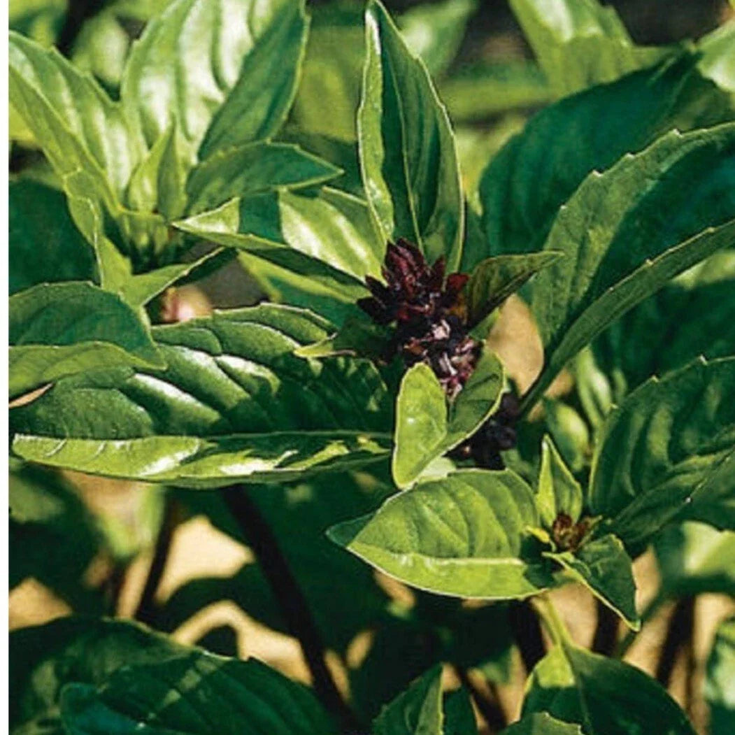 Cinnamon Basil Seeds - 100+ Heirloom Non-GMO Organic Seeds - Ocimum basilicum 'Cinnamon'