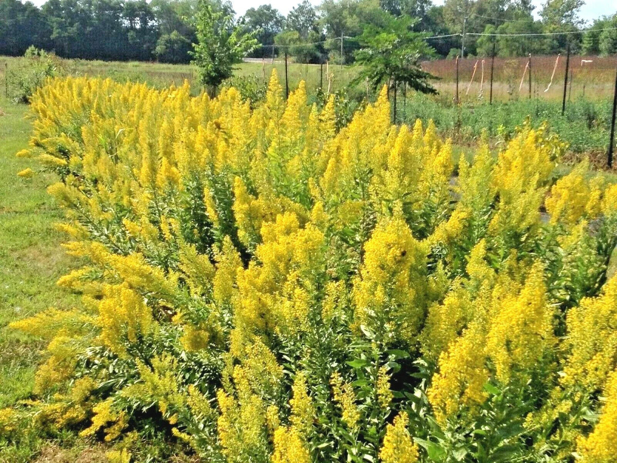 Goldenrod Seeds - 100+ Count - Showy Native Perennial Wildflower for Pollinators - Solidago canadensis