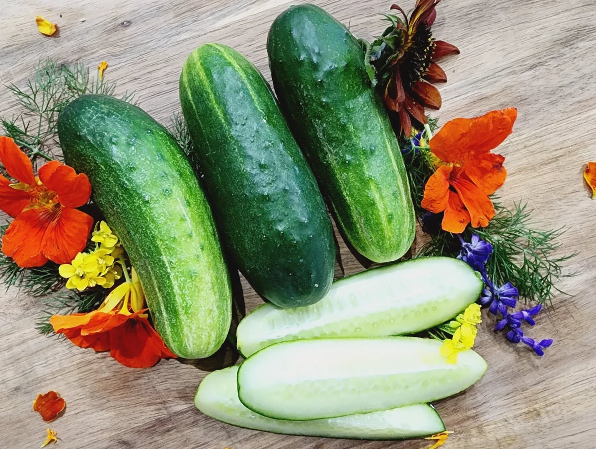 Wisconsin SMR-58 Cucumber Seeds - 200+ Heirloom Organic Non-GMO Pickling Seeds - Cucumis sativus