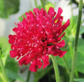 Red Knautia Seeds, 110 Count, Easy to Grow, Knautia macedonica